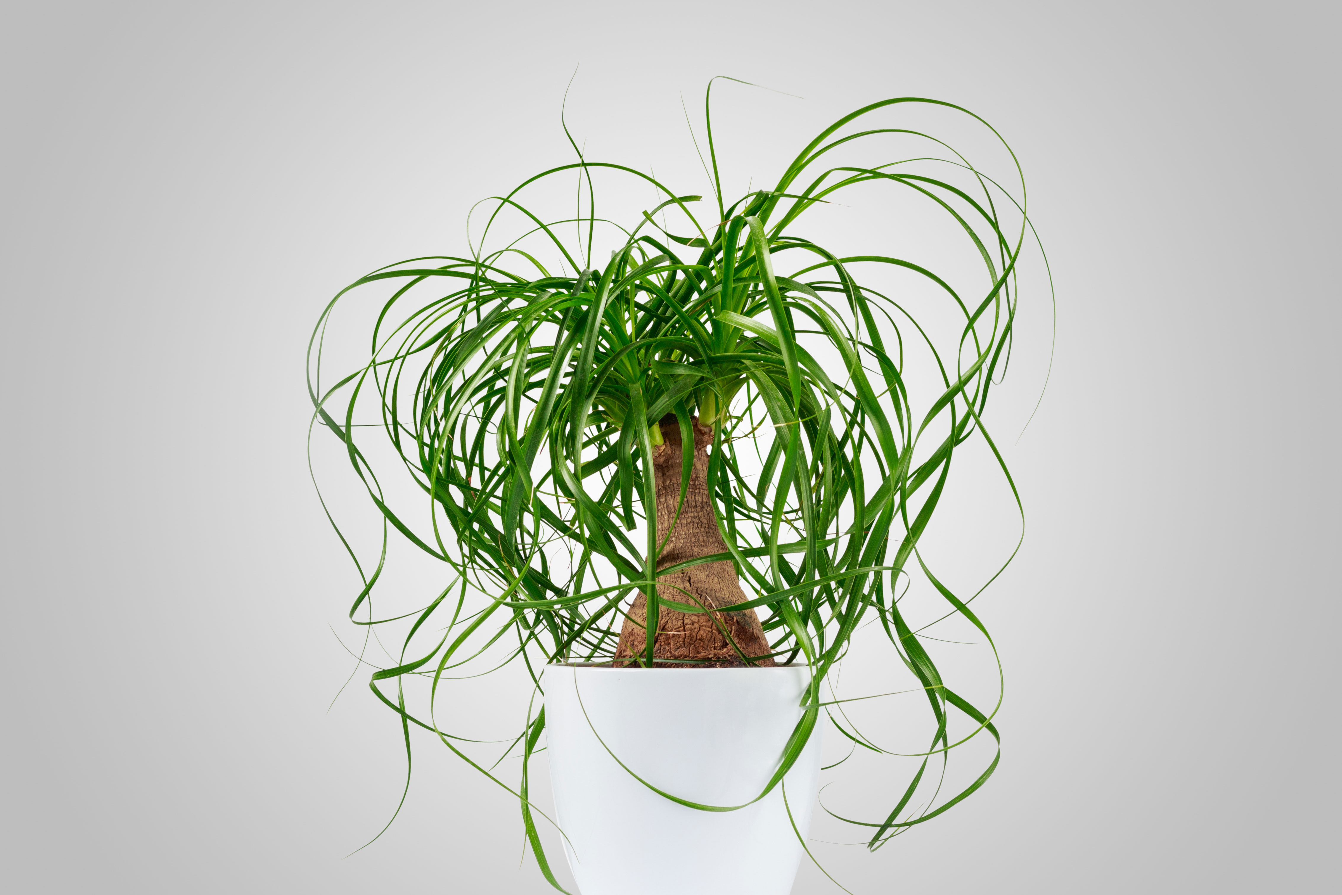 ponytail-palm-beaucarnea-recurvata