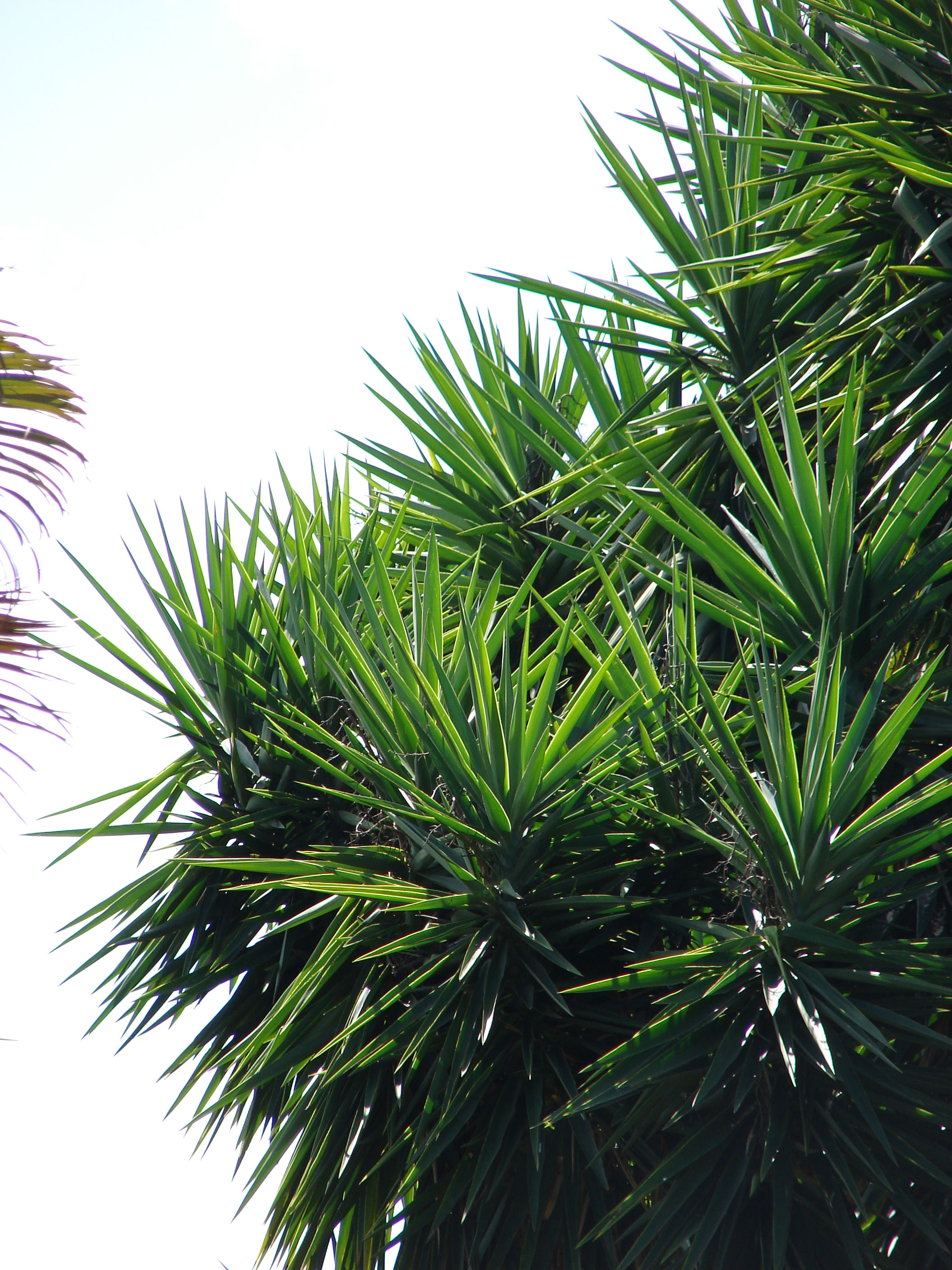 spineless-yucca-yucca-elephantipes