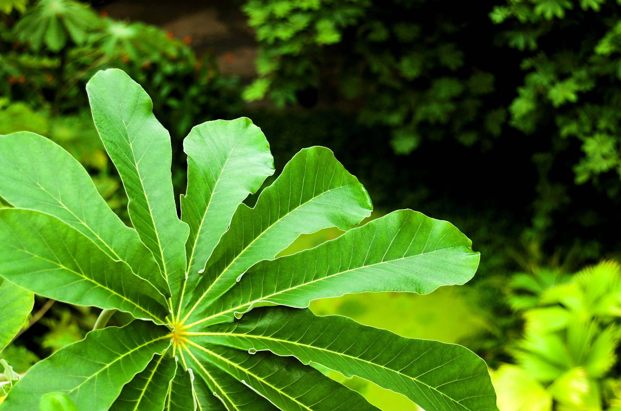 umbrella-plant-schefflera-arboricola