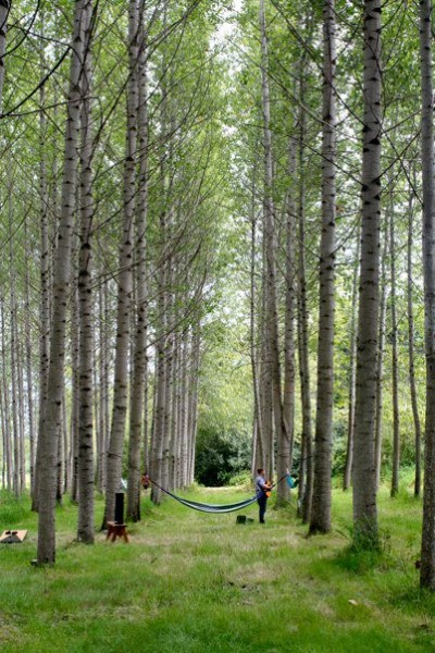 The Hammock Tree, Perfected