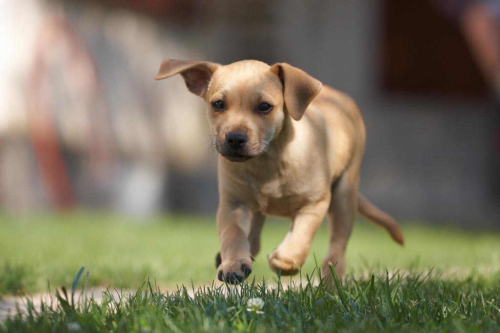 California ranks 1st as most dog-happy state