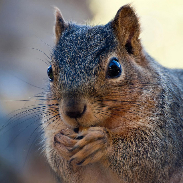 7 tips to protect your garden from critters