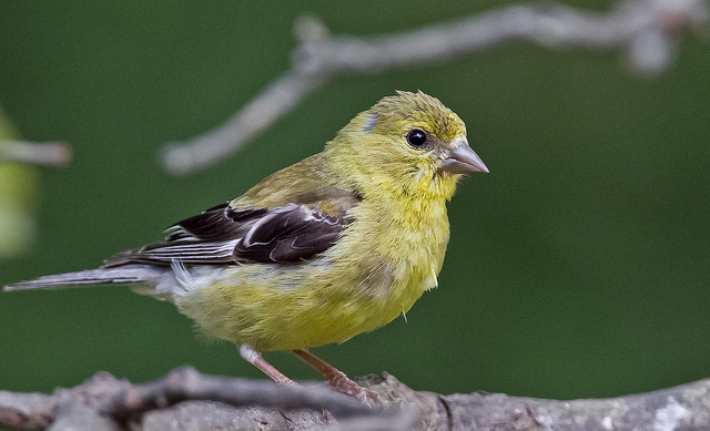10 Great Tips for Feeding Backyard Birds