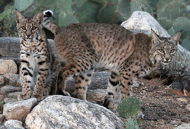 California bans bobcat trapping