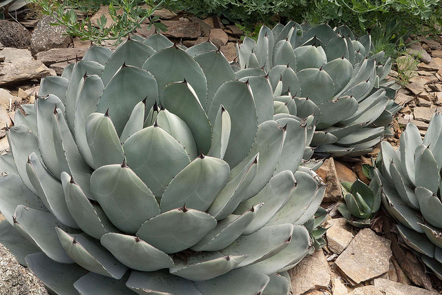 Save Water: Plant an Agave
