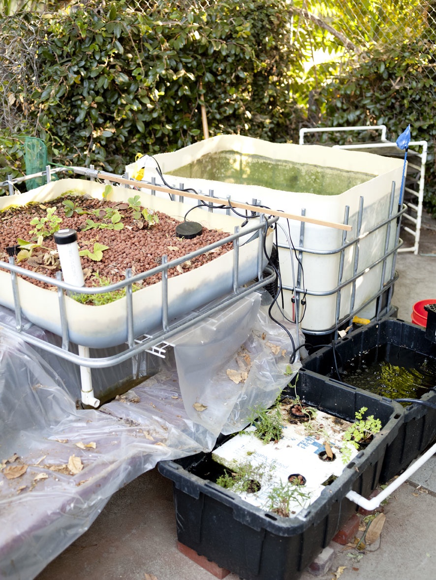 Green papayas, giant prawns, and more at the Bad Skunks’ One-Block Party