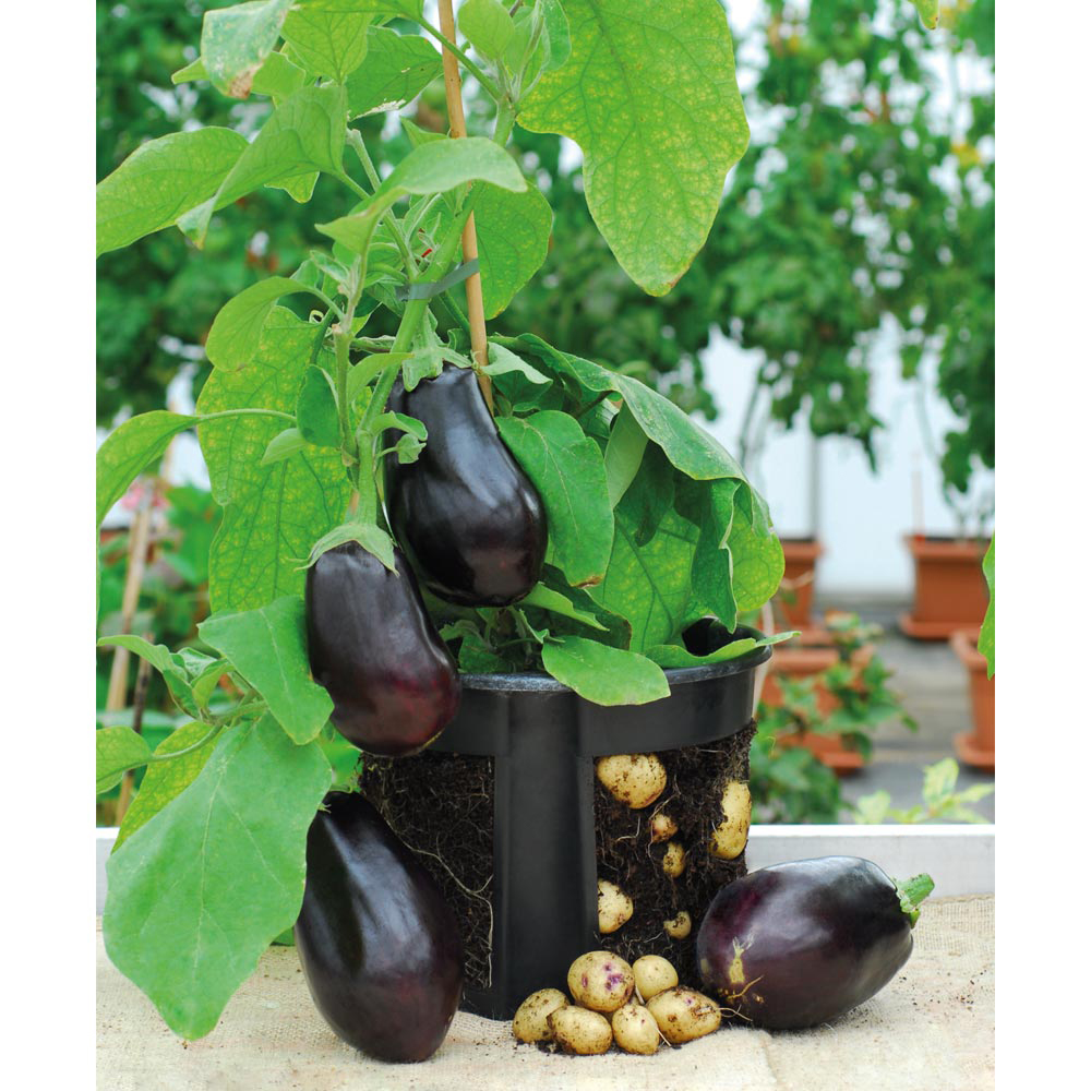 Would you grow this hybrid plant?