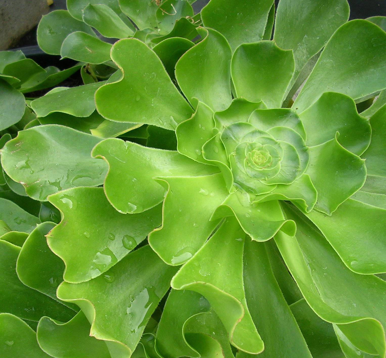 10 Surprising Low-Water Plants