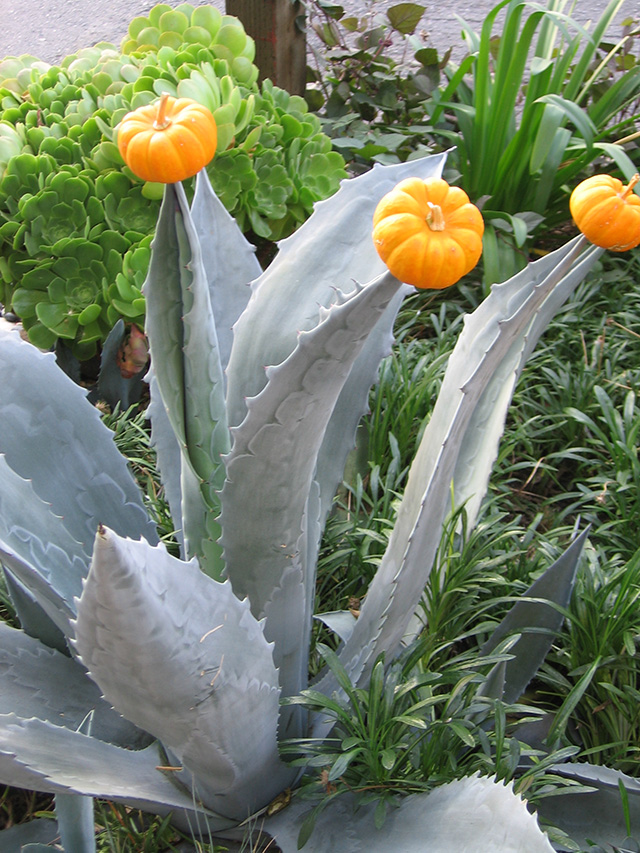 Instant Halloween decorating with mini pumpkins and succulents