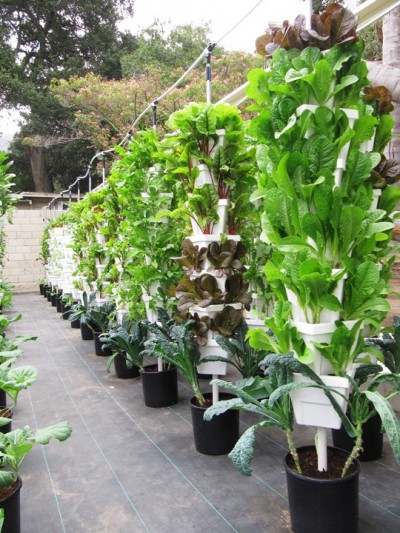 The Latest Farm-to-Table Trend