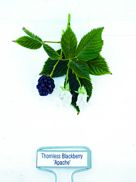 The best thornless blackberries