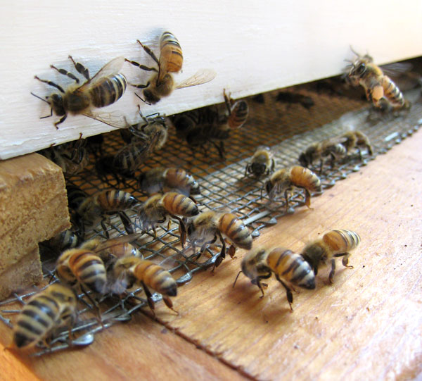 Apiary airconditioning