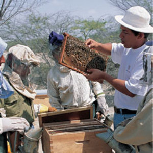 The sweet gift of honey bees