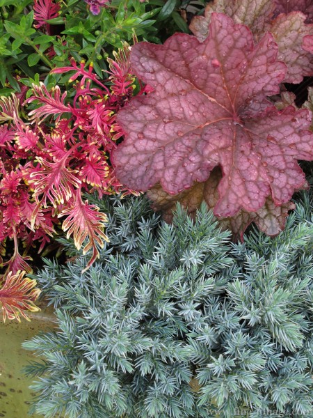 Round 4: Fall Planting Ideas From the Authors of Fine Foliage