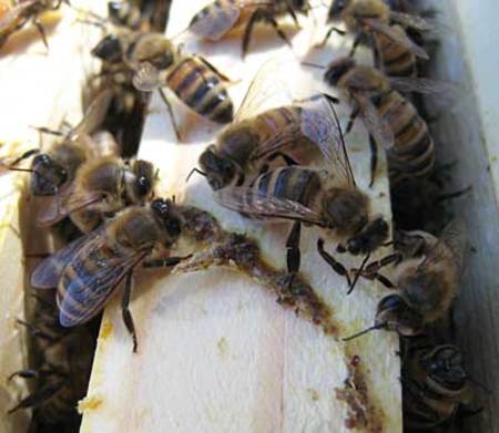 Varroa mite treatment is over. Was it successful?