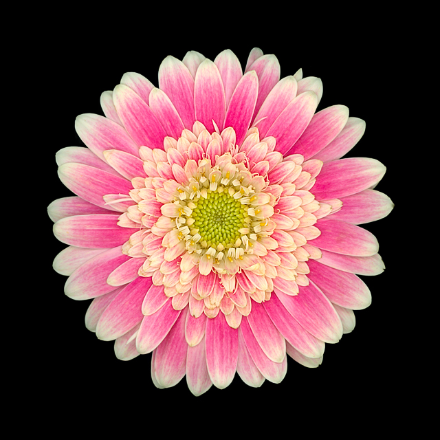 4 ways to display larger-than-life blooms