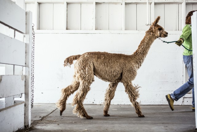 It’s fair time—the National Heirloom Expo comes to Santa Rosa