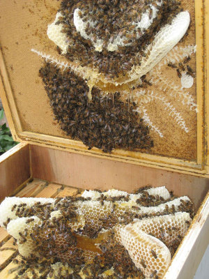 New honeycomb in November makes us thankful Veronica’s doing so well