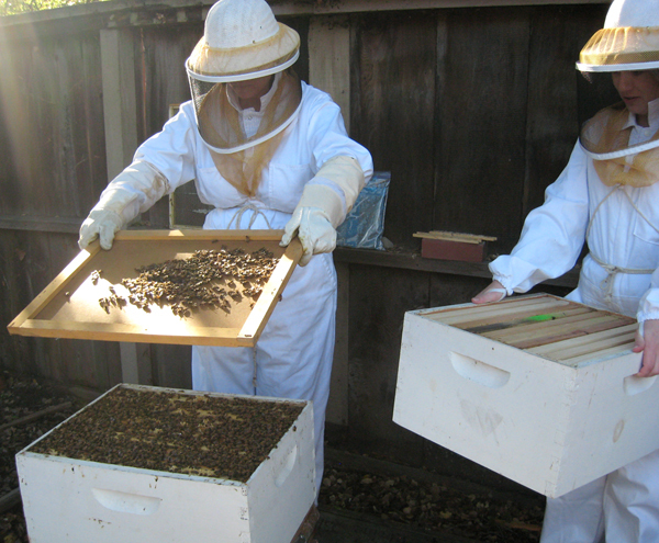 Our bee hives grow up