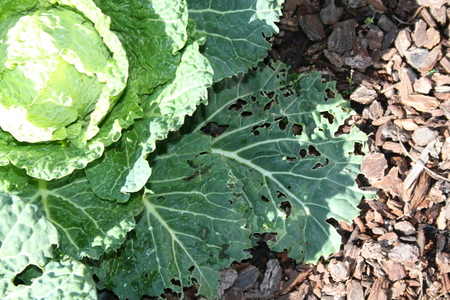 Busted in the test garden!