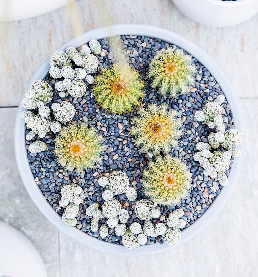 Make a miniature cactus landscape