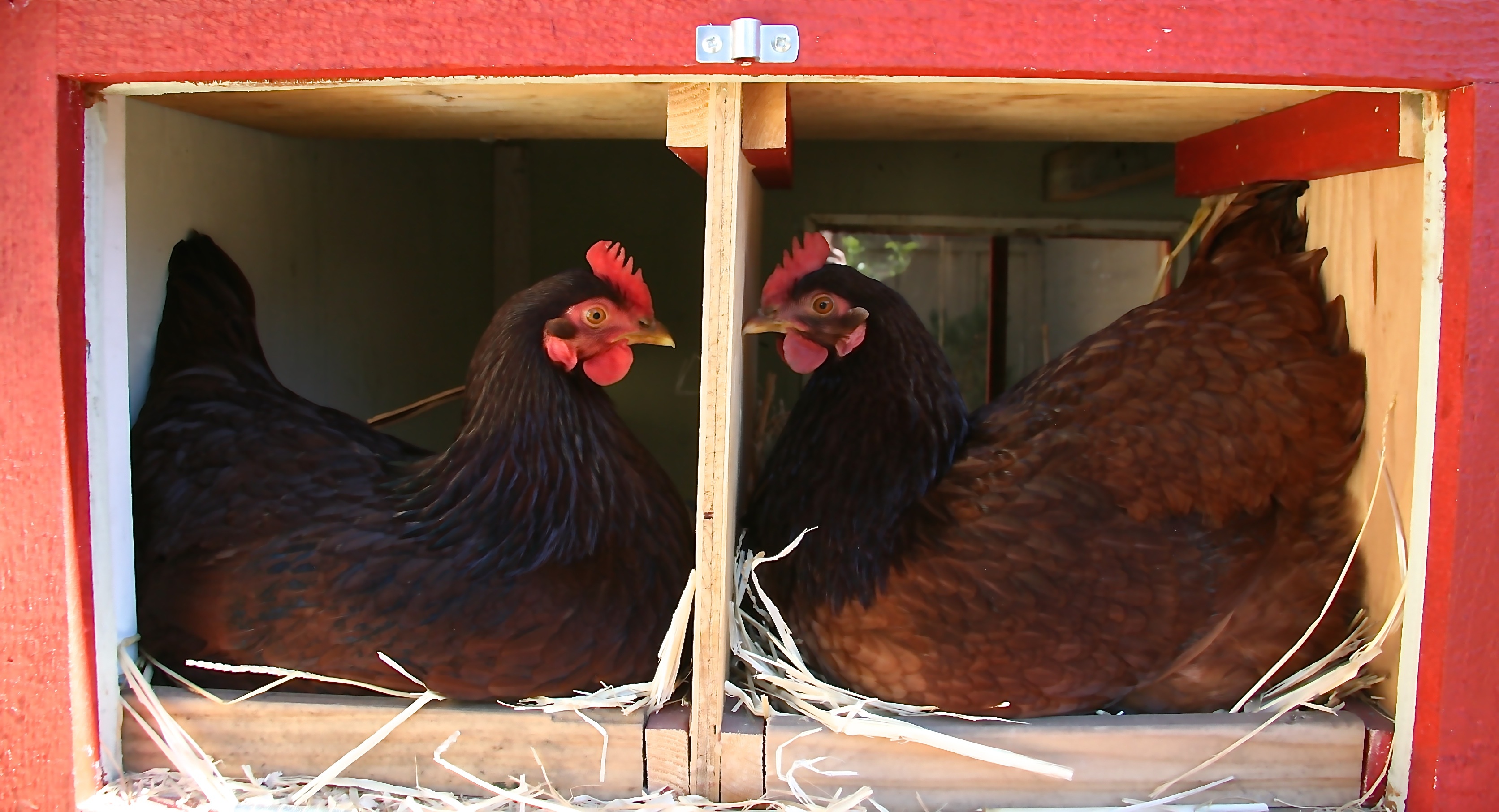 7 Questions to Ask Yourself Before Raising Backyard Chickens