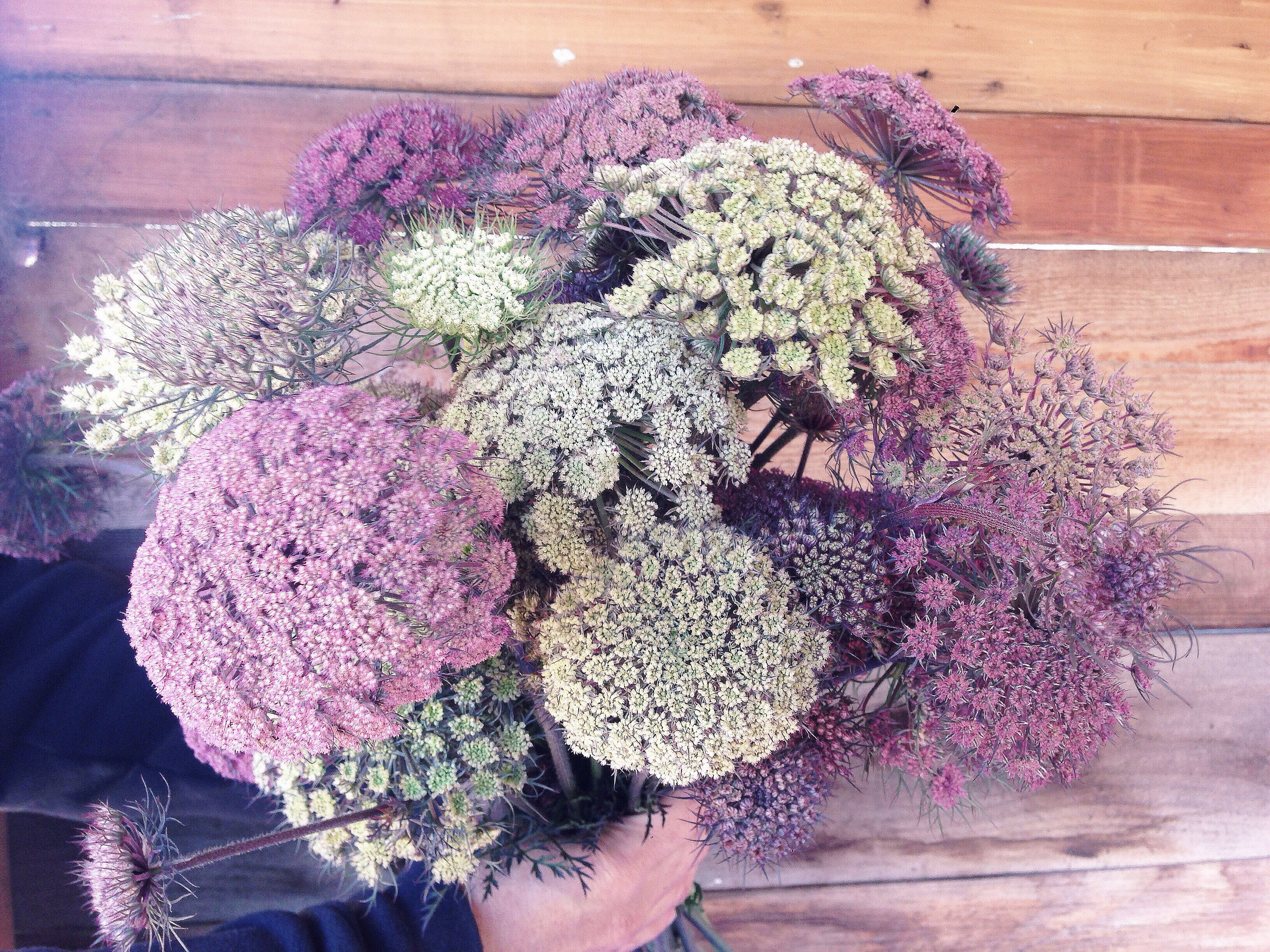 Can you believe these are carrot flowers?