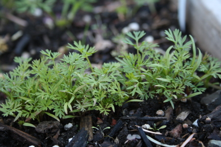 The pain of thinning