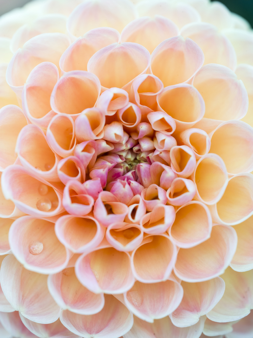 Top 7 tips to make dahlias last longer