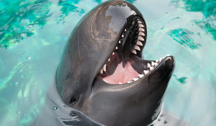 Meet Chester, the false killer whale calf