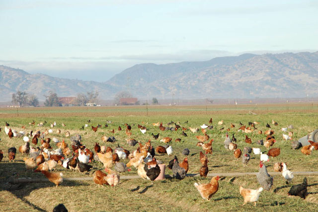 Build a Better Chicken Farm