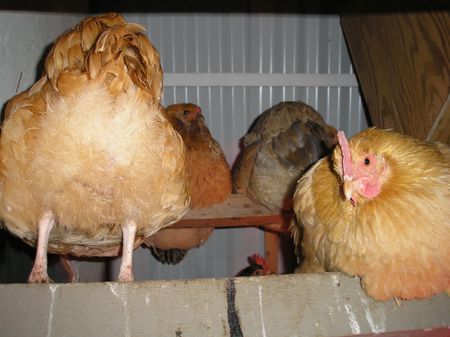 Christmas Chickens