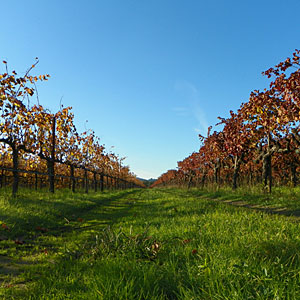 Titus Vineyards