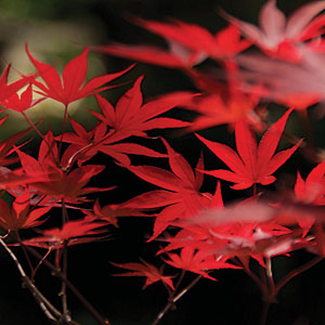 Wildwood Farm Nursery