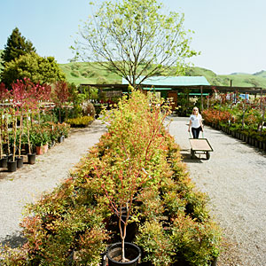 Calaveras Nursery