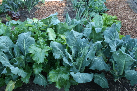 A most impatient gardener