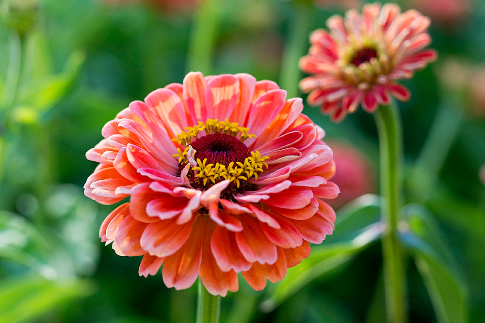 California Flower Farmers and Floral Designers Get Happy