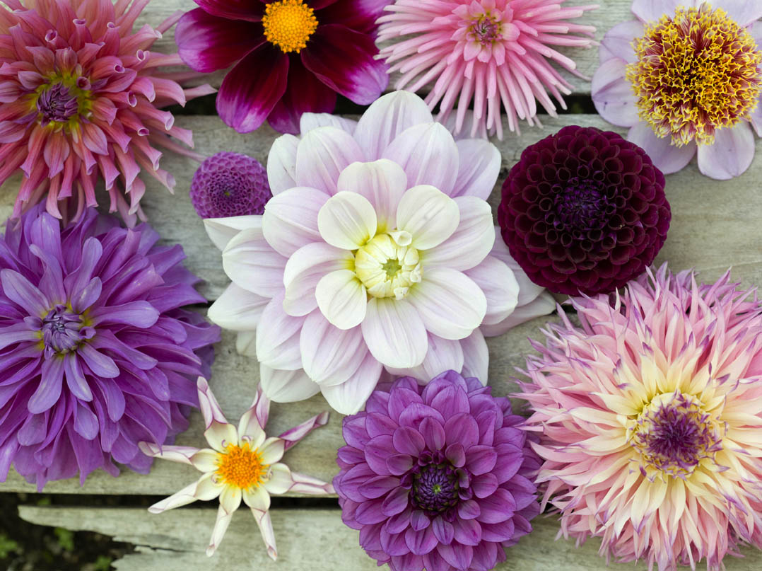 Don’t miss this flower-filled festival in late August