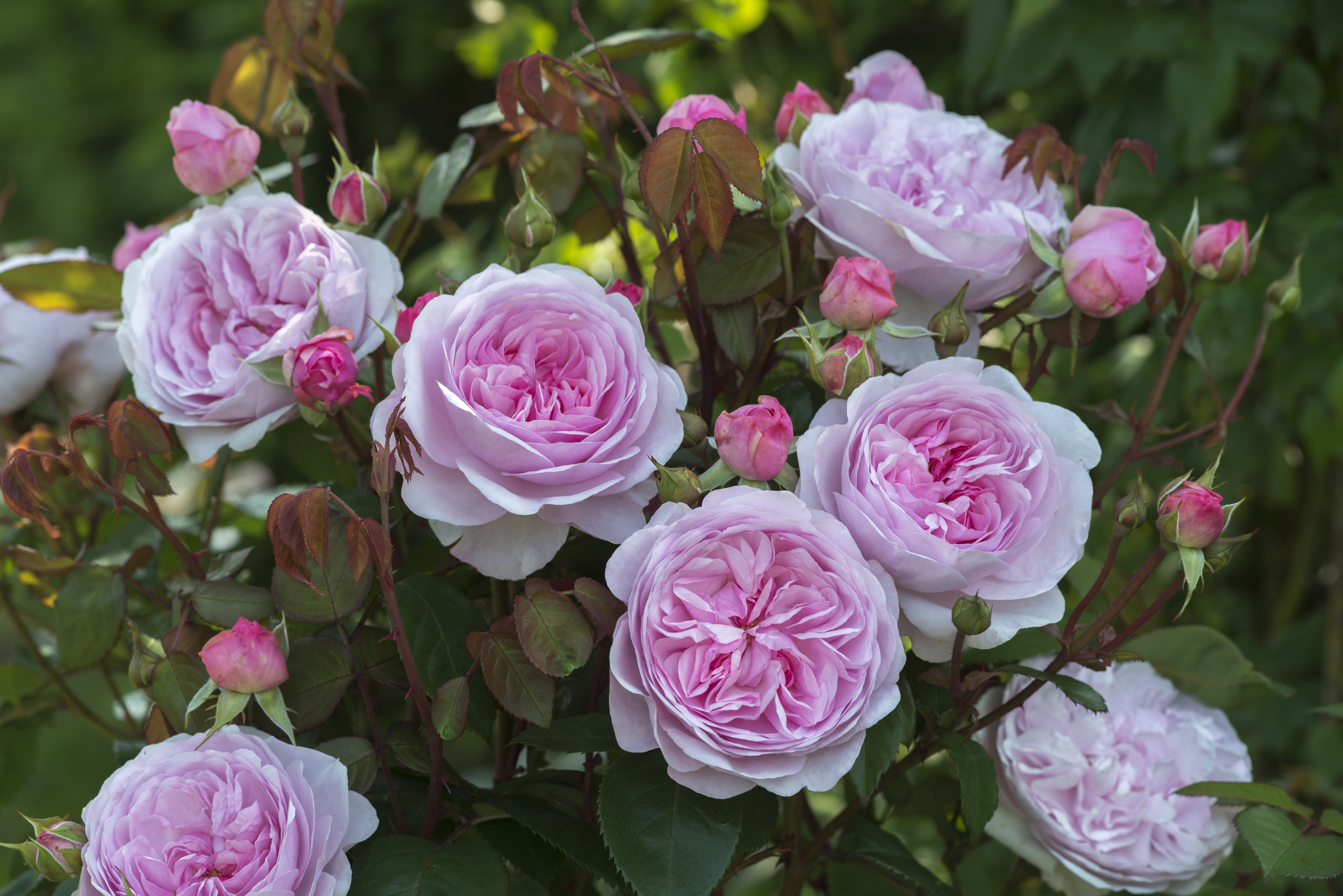 3 new David Austin roses for 2016