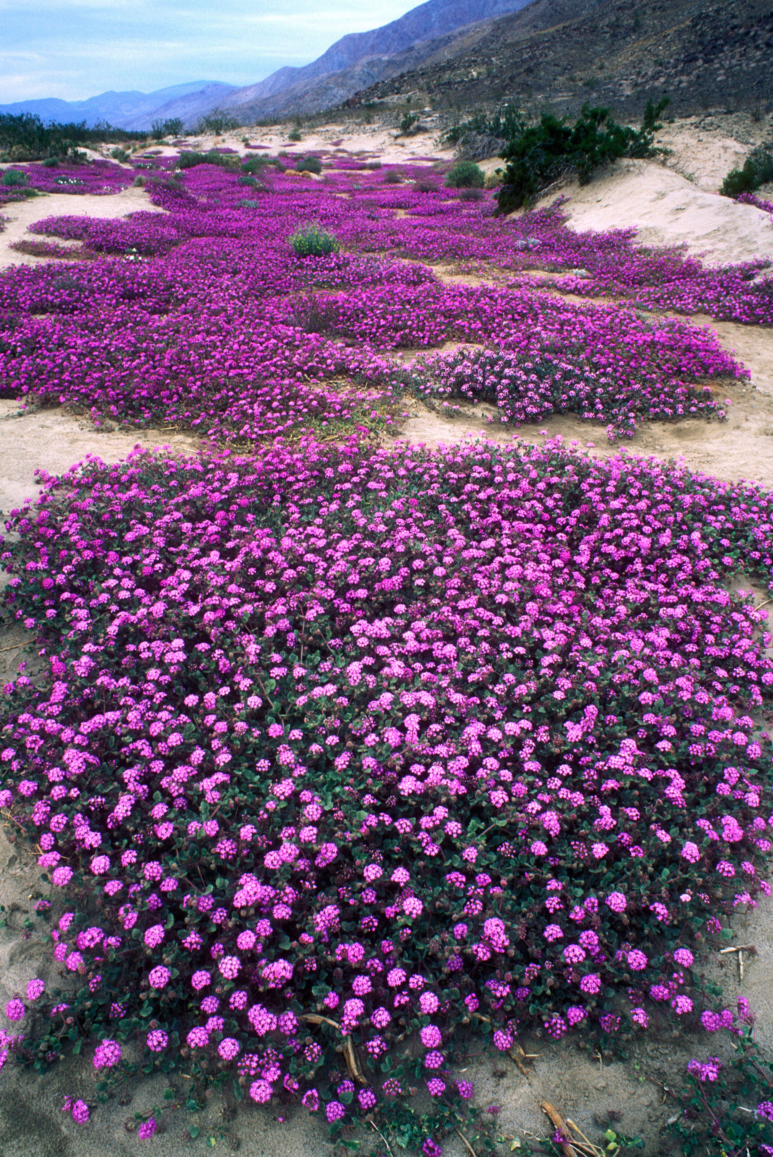 Where To Go This Weekend: Borrego Springs, CA