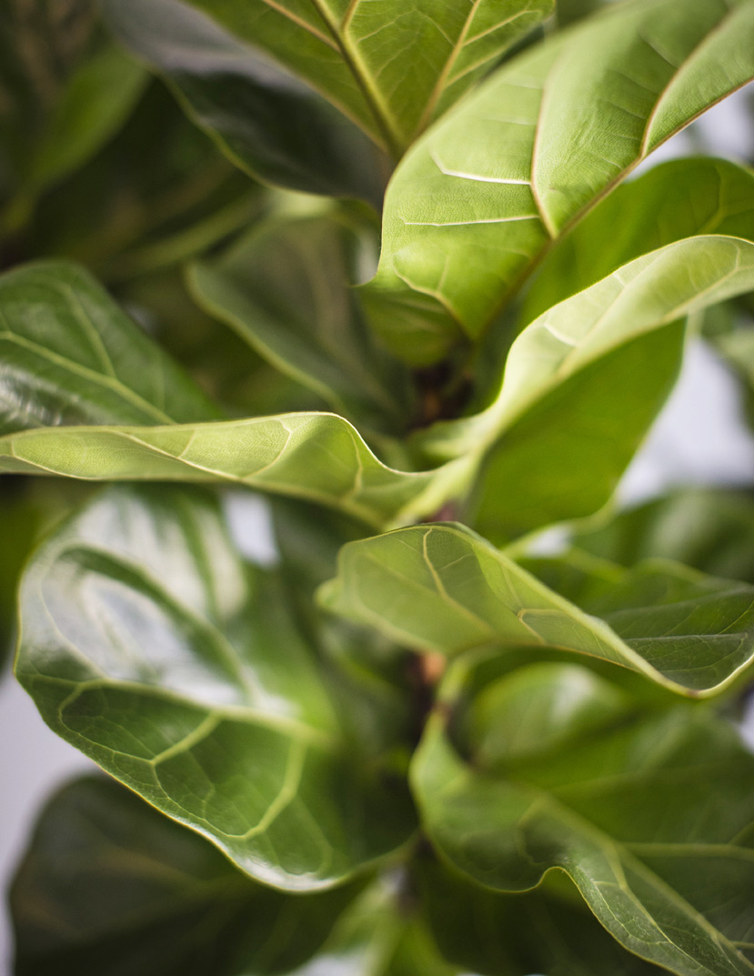 The 3 Best Houseplants—and How to Keep Them Alive