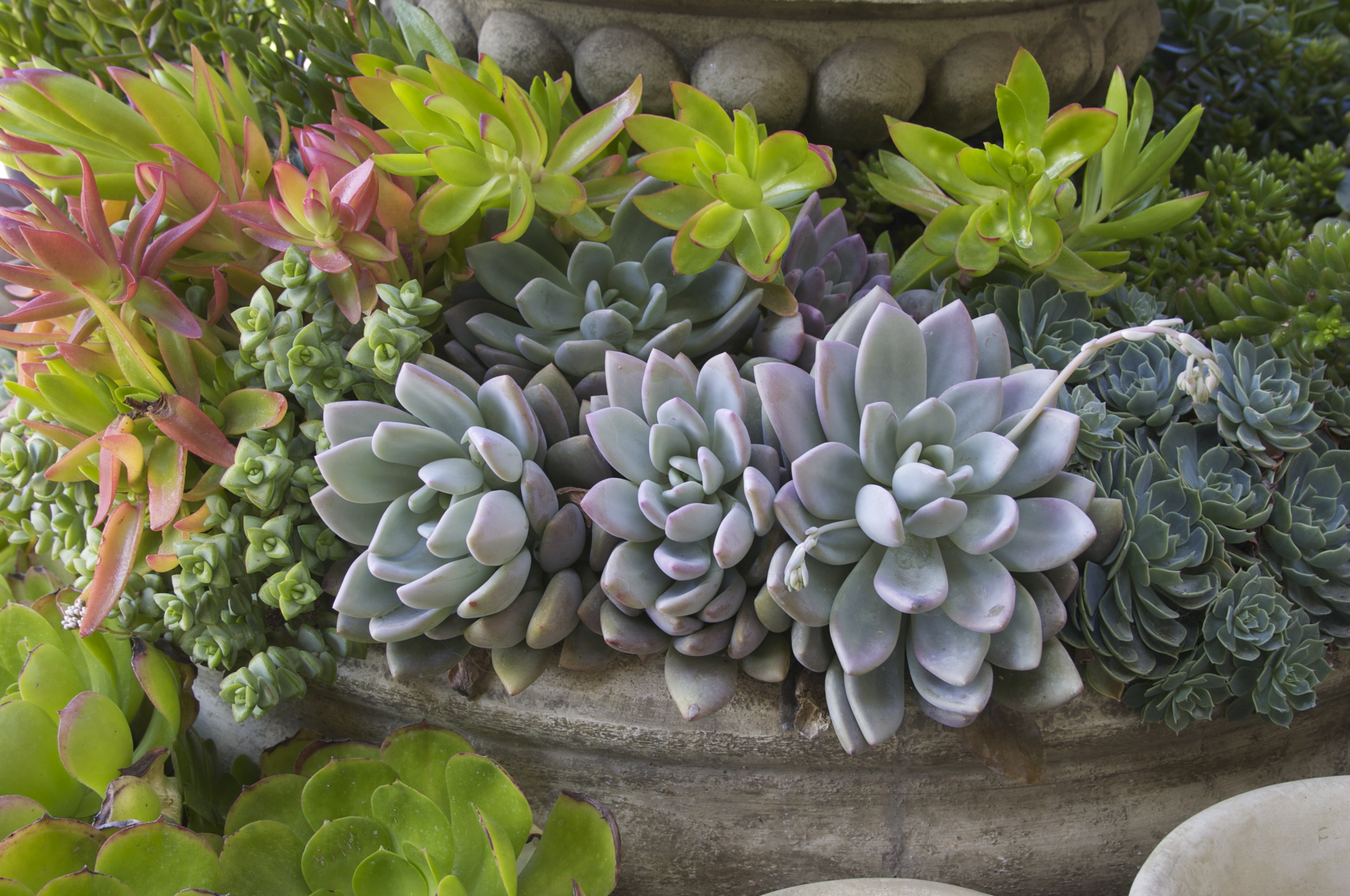 7 Reasons to Grow Succulents in the Drought