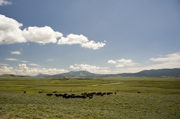 24 Hours on a Montana Cattle Ranch