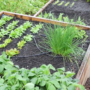 How Less Water Means More Vegetables