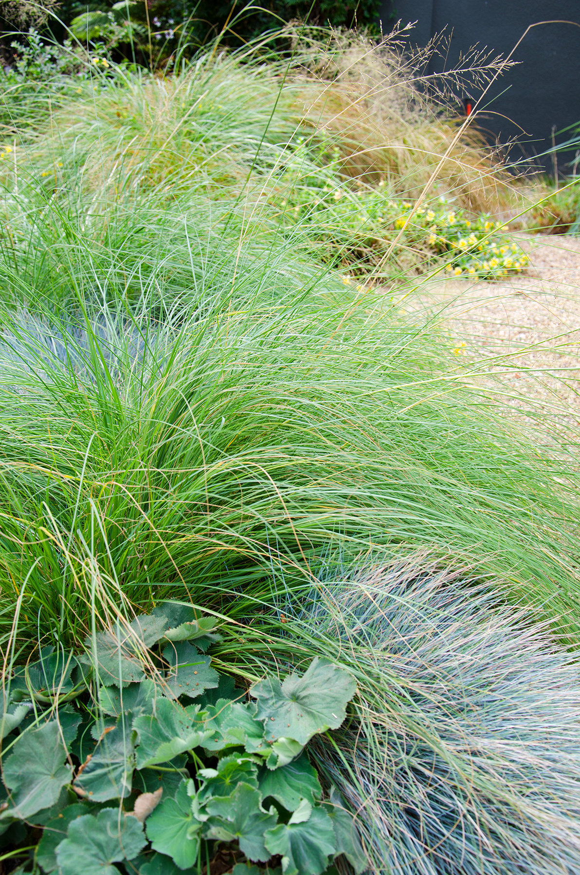 Lawns and the alternatives