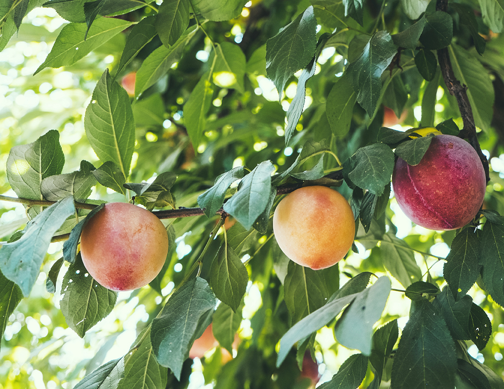 Q&A with Ann Ralph: Keeping Fruit Trees Small
