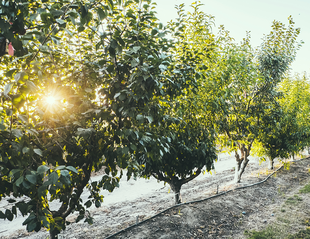 Behind the Scenes: Fruit Trees!