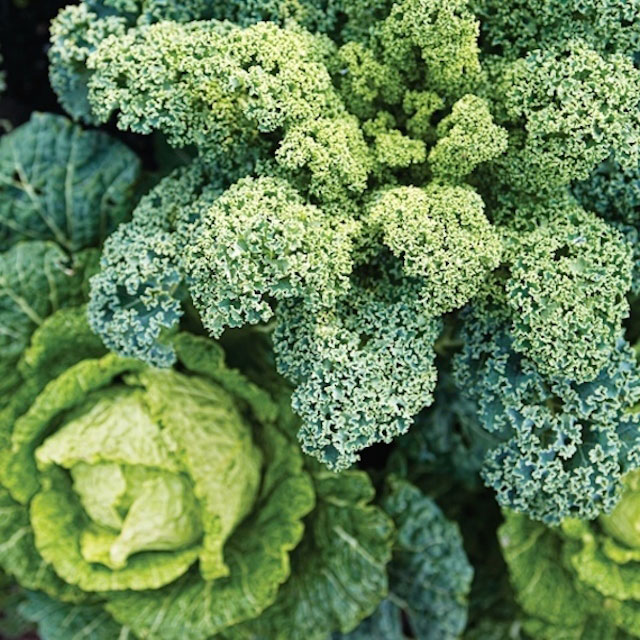 Sunset’s First Edible Gardening Book