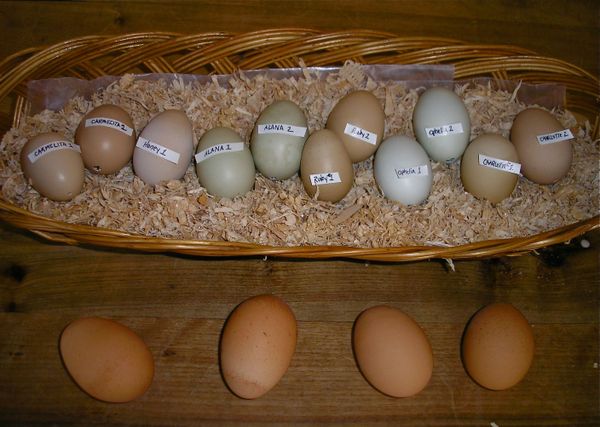 An Eggstraordinarily Sentimental Souvenir