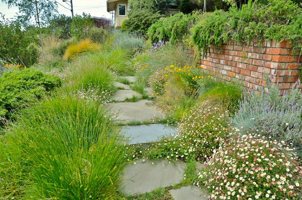 Losing Your Lawn? Plant a Meadow.